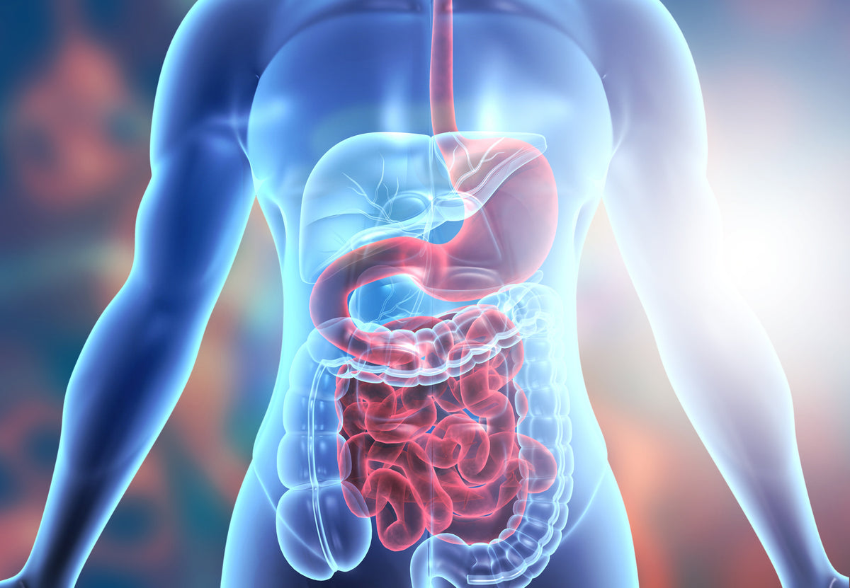The Gut Connection: How to Improve Your Digestion and Gut Health in 6 Steps - Nuzest UK