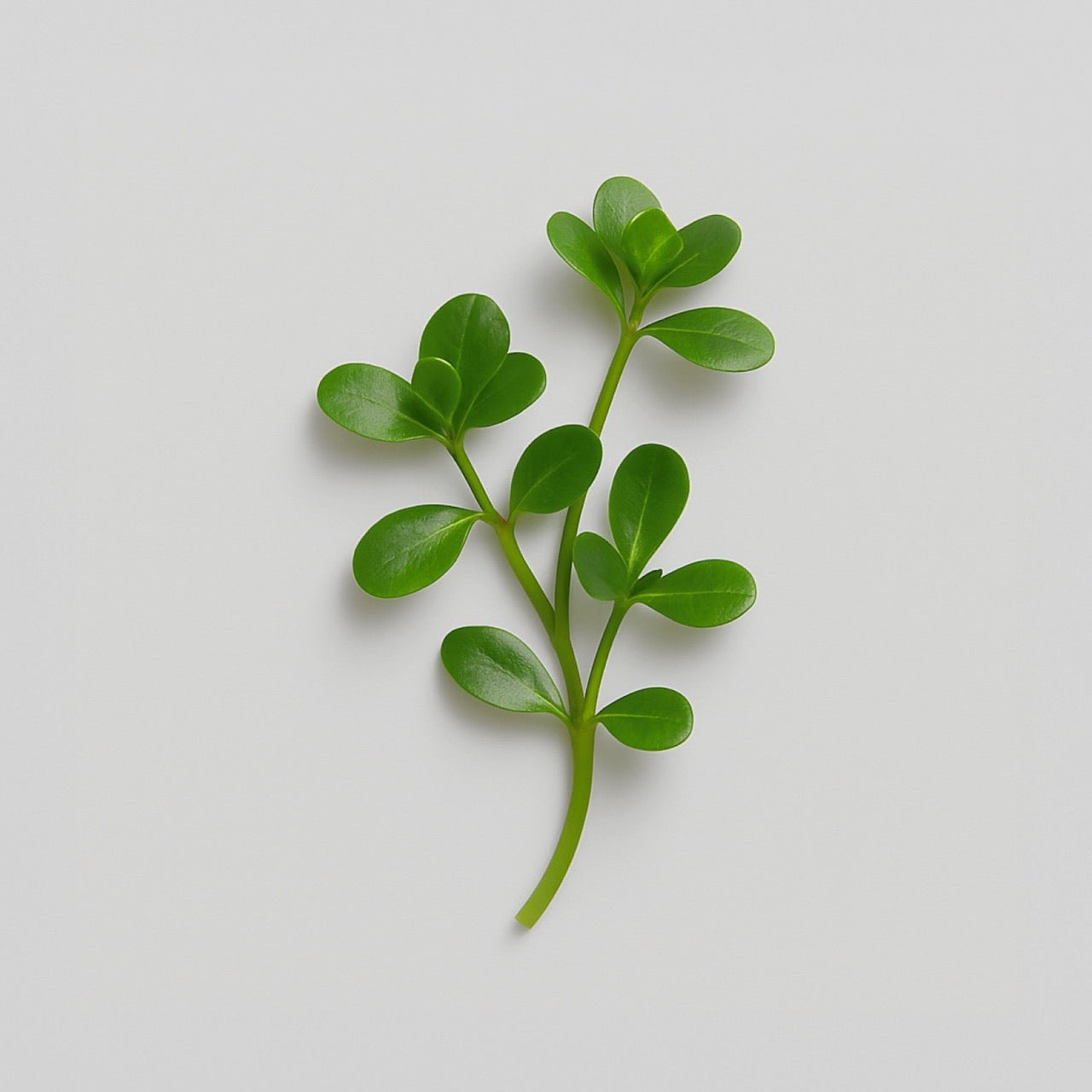 Bacopa (Brahmi) - Nuzest UK