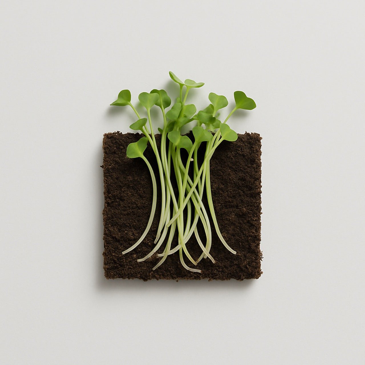 Broccoli Sprout - Nuzest UK