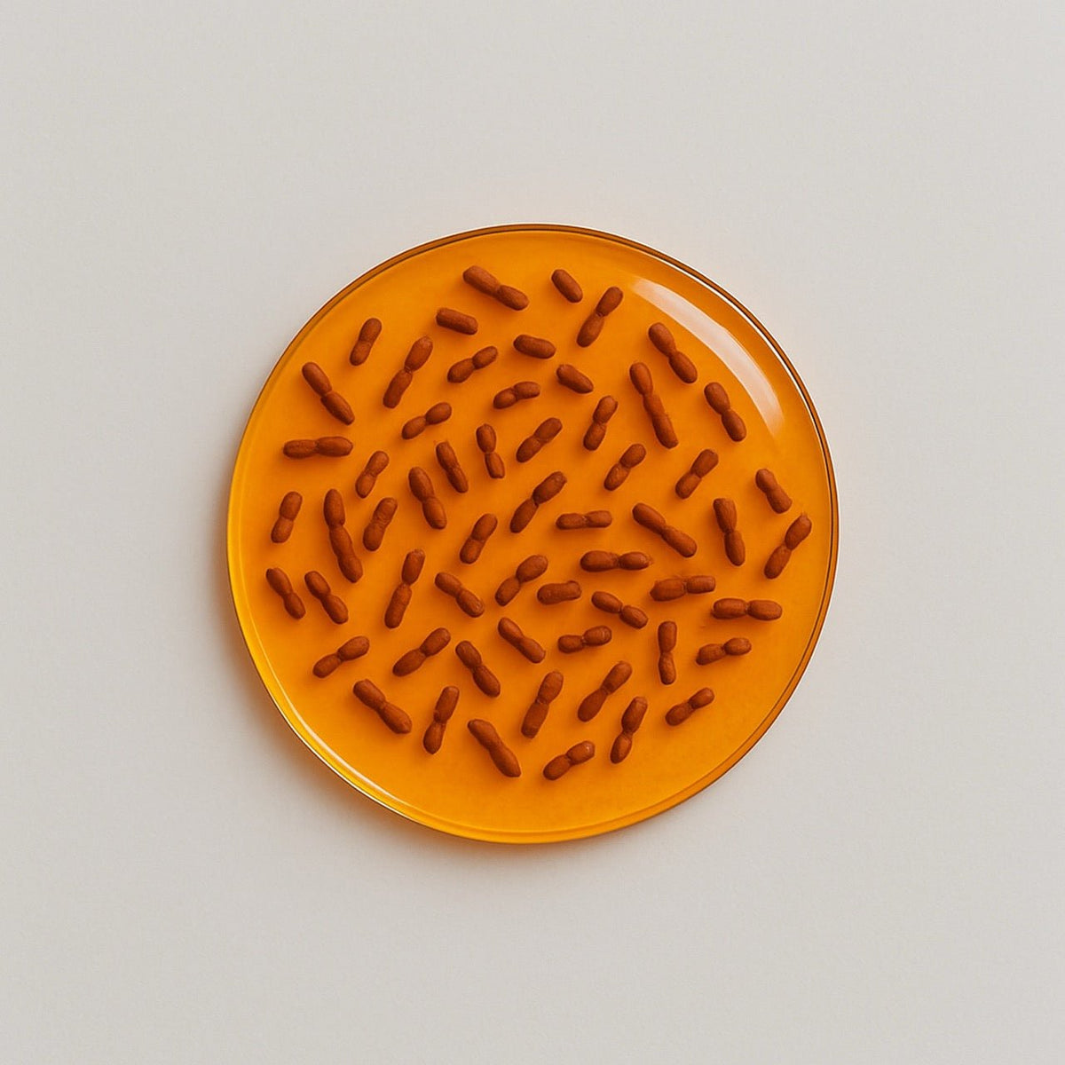 Lactococcus lactis - Nuzest UK