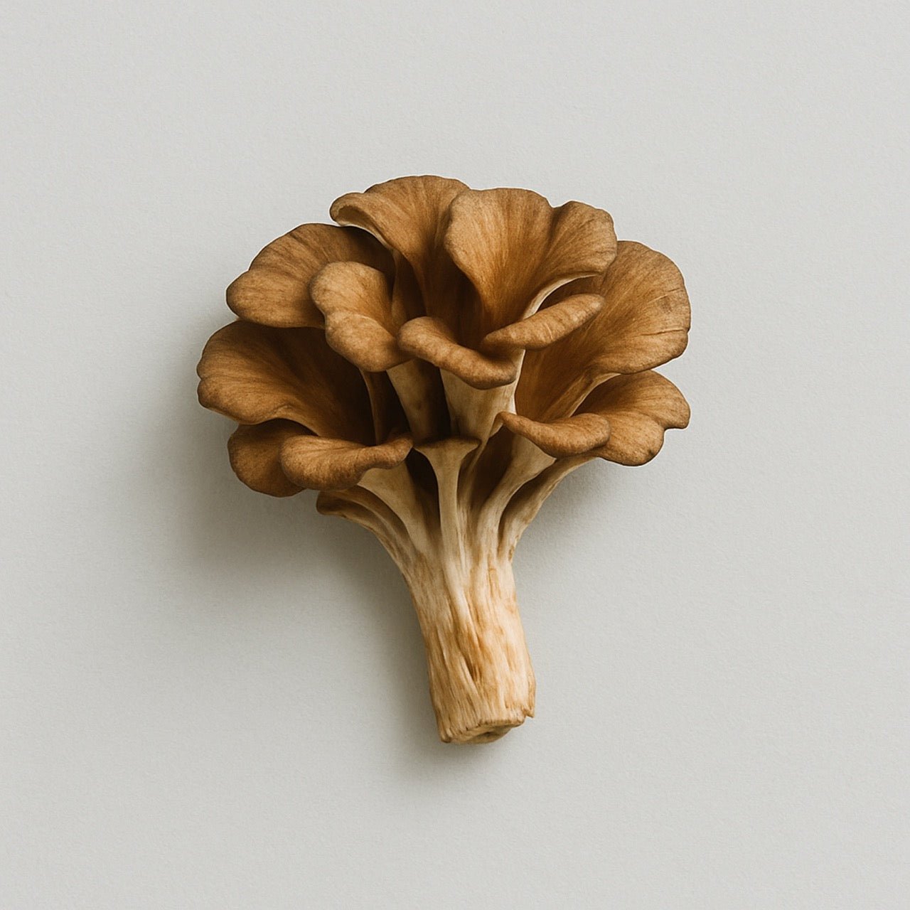 Maitake - Nuzest UK