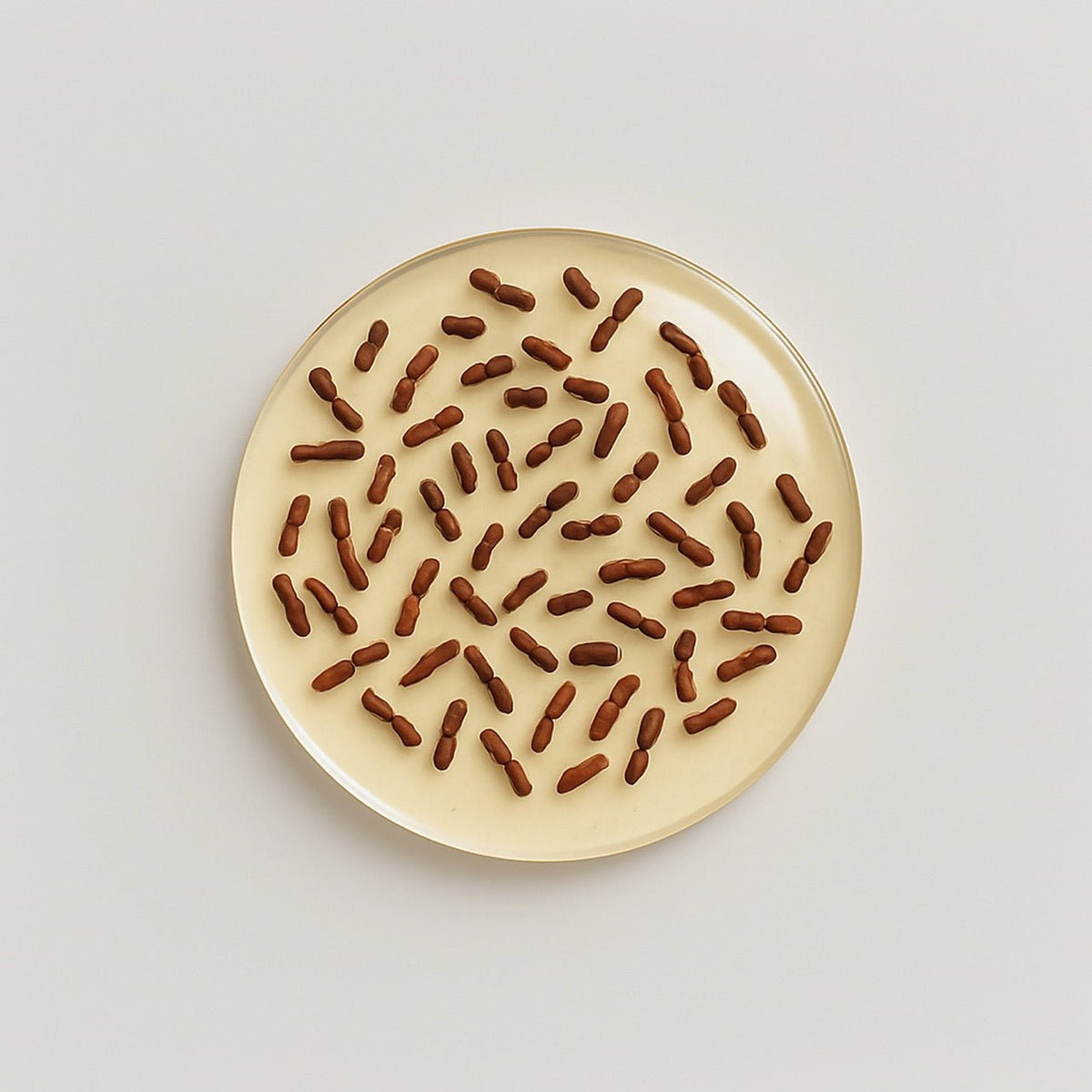 Lactobacillus rhamnosus - Nuzest UK